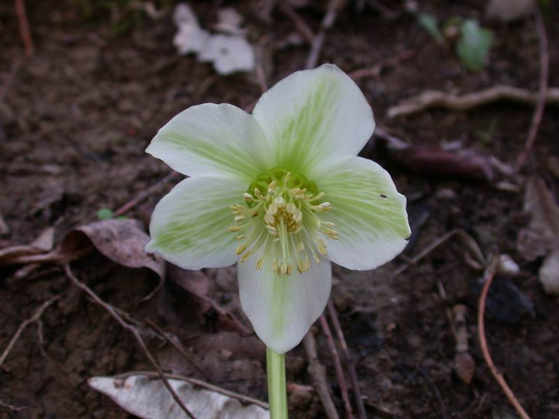 Helleborus viridis sl.